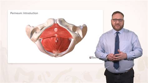 Perineum: Location, Anatomy, Function & Conditions